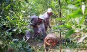 Tree farmer reports a 750-pound bomb found in Acacia forest near La Vang Catholic church
